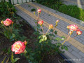 upload_img1