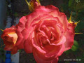 upload_img1