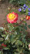 upload_img1