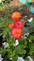upload_img1