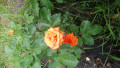 upload_img1