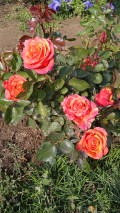 upload_img1