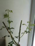 upload_img1