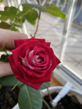 upload_img1