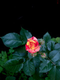 upload_img1