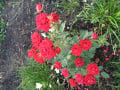 upload_img1