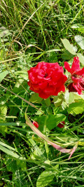 upload_img1