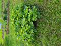 upload_img1