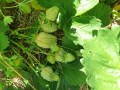 upload_img1