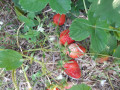 upload_img1