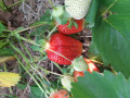 upload_img1