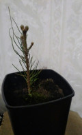 upload_img1