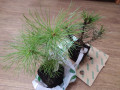 upload_img1