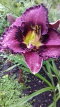 upload_img1