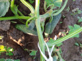 upload_img1