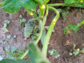 upload_img1