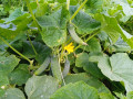 upload_img1