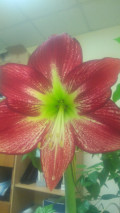 upload_img1