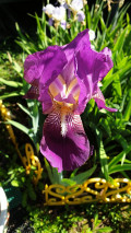 upload_img1