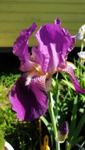 upload_img1