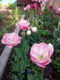 upload_img1