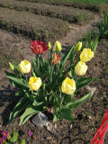 upload_img1