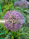upload_img1