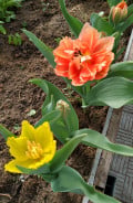 upload_img1