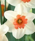upload_img1