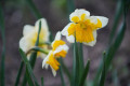upload_img1