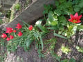 upload_img1