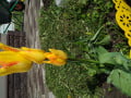 upload_img1