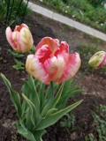 upload_img1