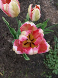 upload_img1