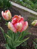 upload_img1