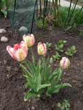 upload_img1