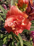 upload_img1