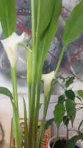 upload_img1