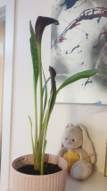 upload_img1