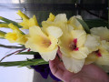 upload_img1