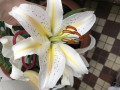 upload_img1