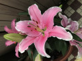 upload_img1