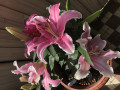 upload_img1
