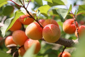 абрикос сбрасывает плоды что делать