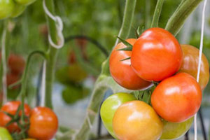 Когда можно снимать помидоры на дозревание?