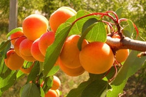 Когда плодоносит абрикос 