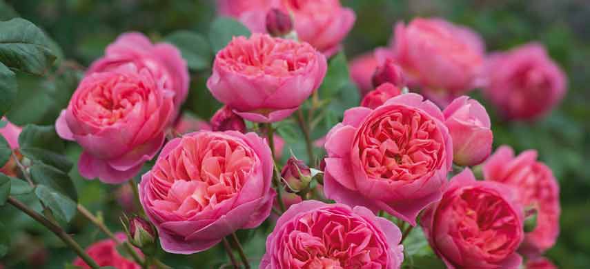 Английские розы фото 2