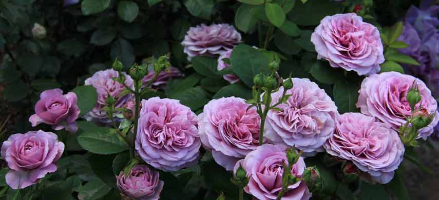 Английские розы фото 4