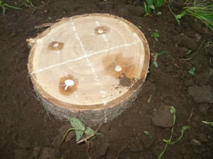 Посадка и выращивание опят из мицелия на древесных палочках фото № 3