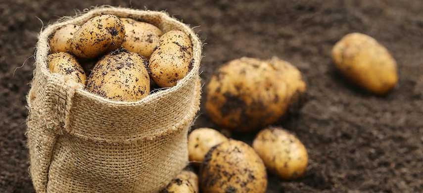Выращивание картофеля на дачном участке - секреты больших урожаев